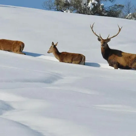 Florence Bed & Breakfast